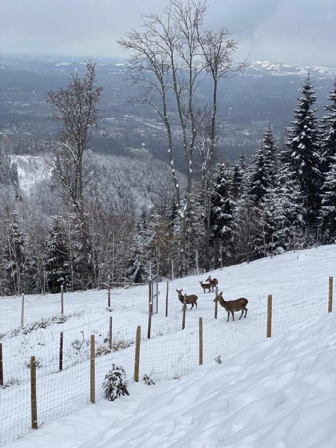 Schilcherland Suedsteiermark Chalet *